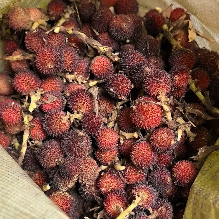 云南文山新鲜沙仁果
