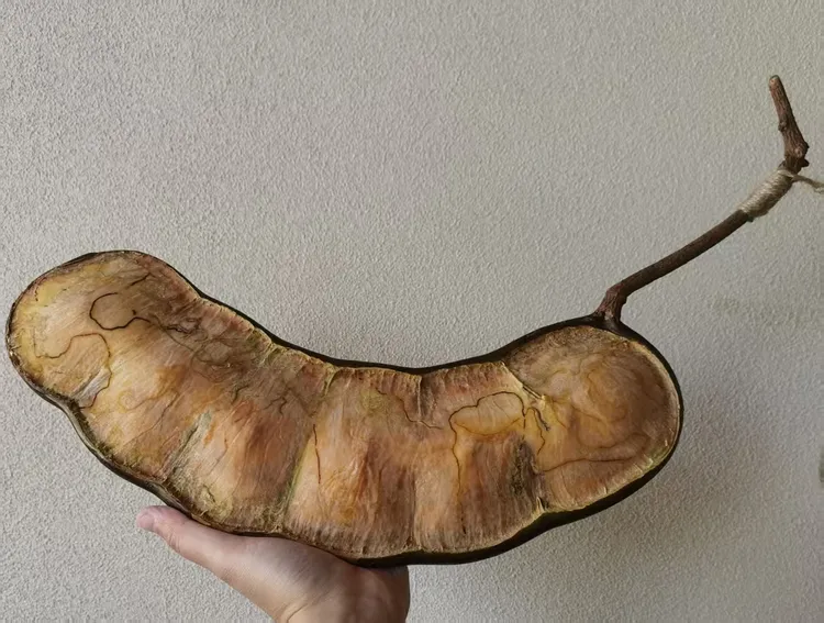 云南野生霸王豆豆荚 平安豆榼藤植物果实特色装饰摆件