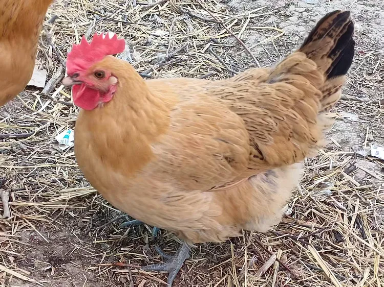 八里河散养老母鸡