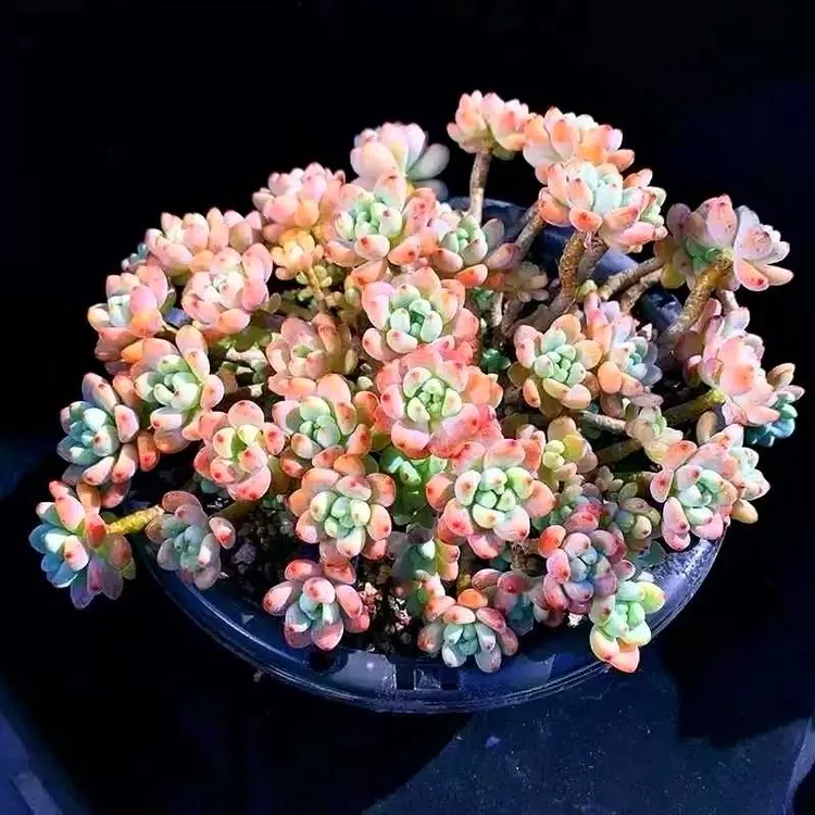 整桩带香味劳尔多肉植物多肉盆栽防辐射吸甲醛净化空气适合新手