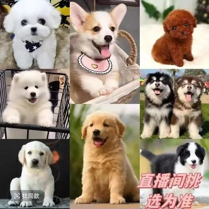 吾伴宠物生活坊博美幼崽金毛拉布拉多泰迪边大中小型活体宠物狗狗