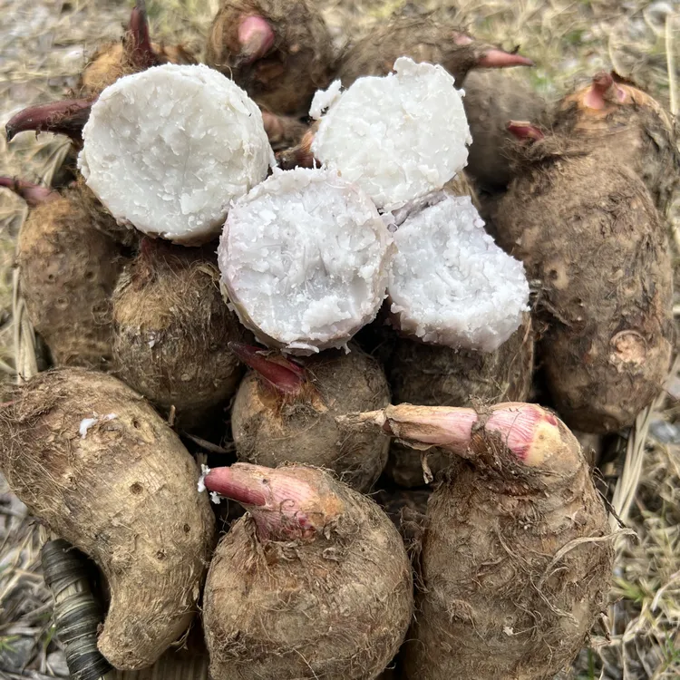 新鲜现挖广西高山红芽芋头软糯可口应季蔬菜