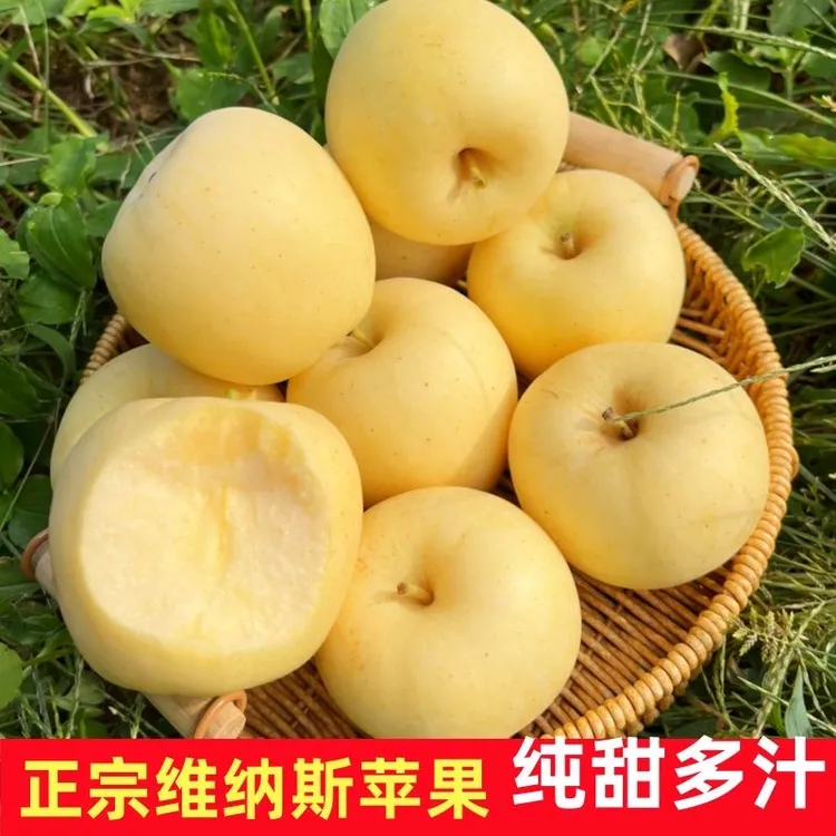 山东正宗维纳斯黄金苹果水果新鲜烟台黄金维纳斯黄金苹果维纳斯