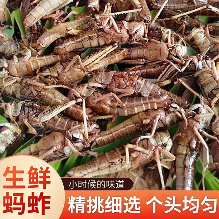 蚂蚱500g全母去翅带籽2025新鲜活速冻东亚飞蝗蝗虫雌蚱蜢零食