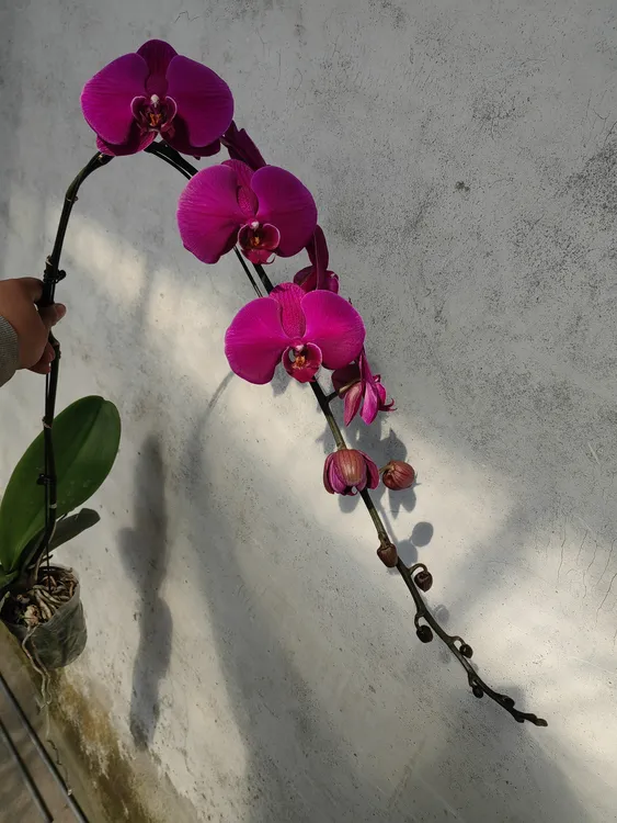 大辣椒，3.5寸杯成熟新苗，无花，有的带花梗芽，蝴蝶兰盆栽