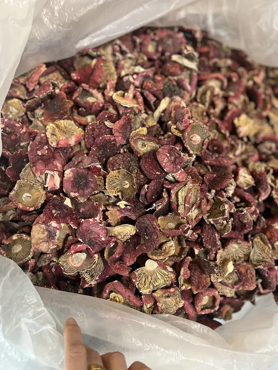 福建三明标菇菇帽今年新菇灰肉蓝底特级红菇煲汤炖汤菌菇月子菇