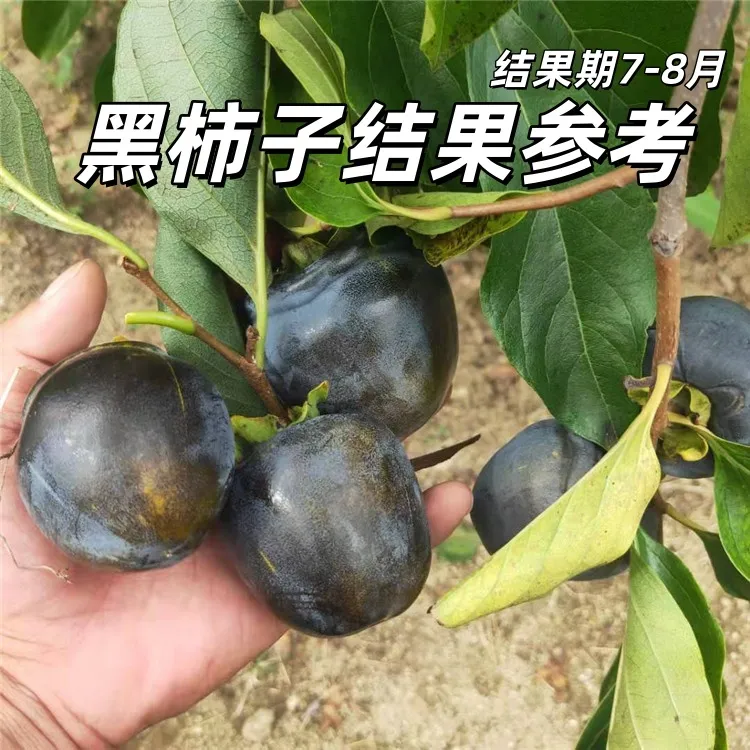 当年结果黑柿子树苗 嫁接黑色柿子苗 超甜无涩黑脆柿子南北方种植