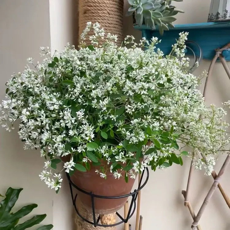 飘雪丛生盆栽庭院阳台爆花强花卉新手易养护花园植物庭院植物
