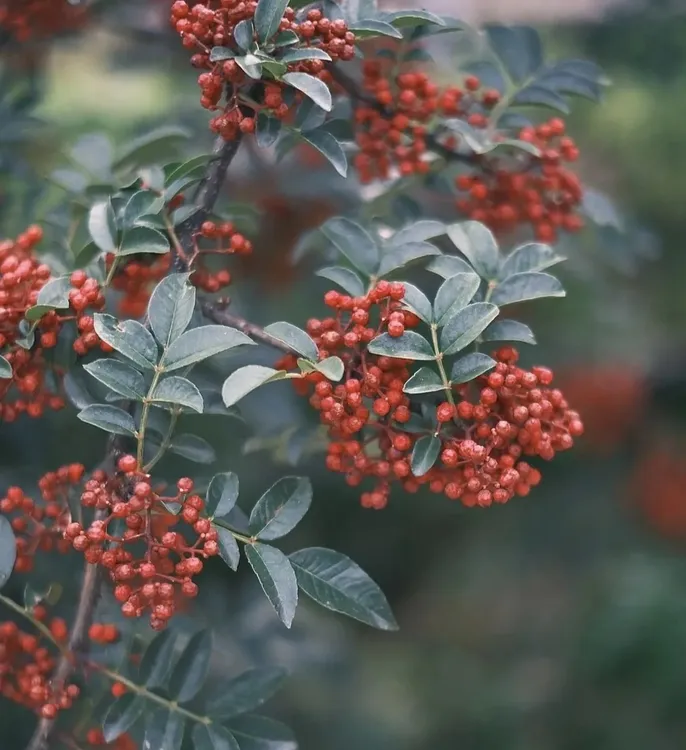 陕西韩城大红袍花椒