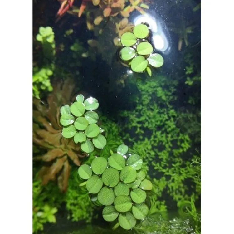 槐叶浮萍生态鱼缸微景盆景造景装饰水面植物净化水质活体水草淡水