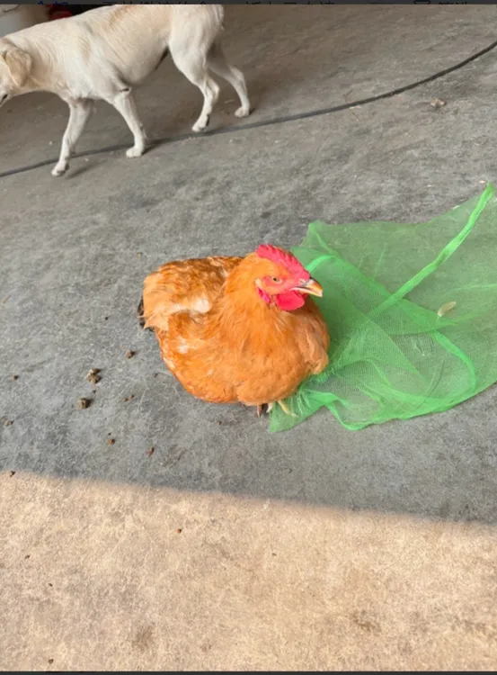 爷爷家的散养小公鸡 （宰杀好）