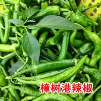 【满五包包邮】樟树港椒种子优质辣椒种子新种春秋四季播种辣椒