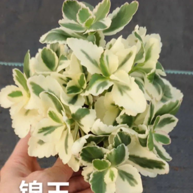 长寿花锦玉长寿花盆栽/锦化品种/喜光美丽