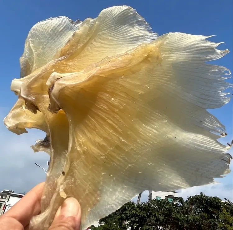 浦鱼刺 海翅干 浦鱼软骨翅肉质新鲜 250克~500克