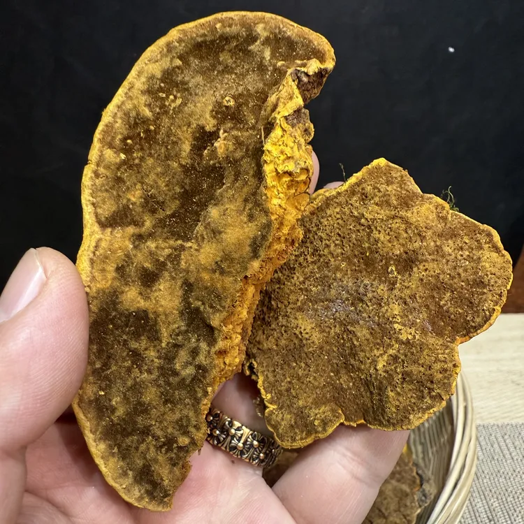 【纯臻山品】桑树桑黄纯正缅甸桑黄滋补健康养生桑黄天然"软黄金"