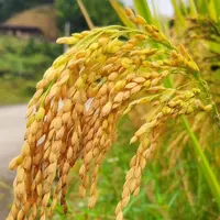 优［高山五谷］湘西农家现当季高山稻谷农家五谷一年一季