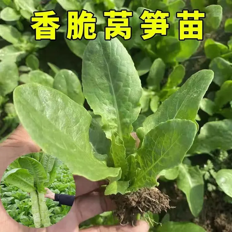 青皮青肉青笋秧苗秋冬季莴笋苗全国可移栽蔬菜秧苗大全