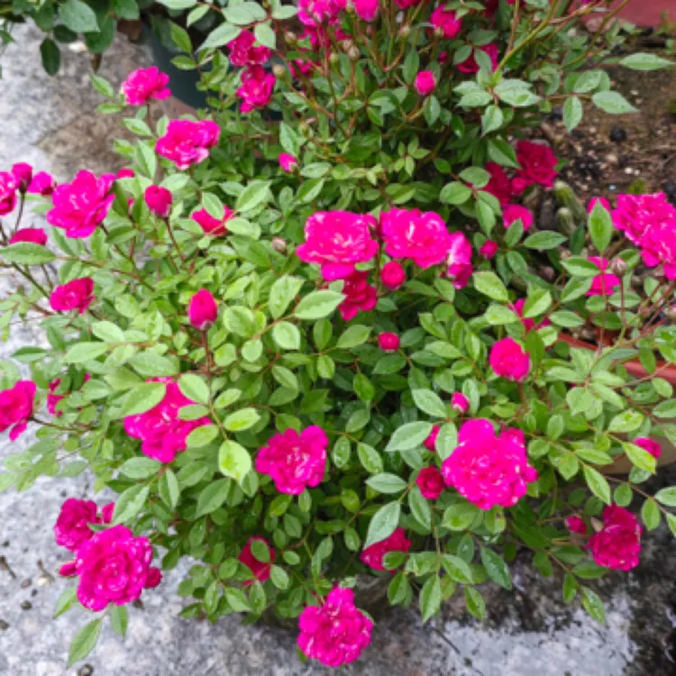 紫咲微月中苗 超微型月季四季开花丰花阳台庭院盆栽