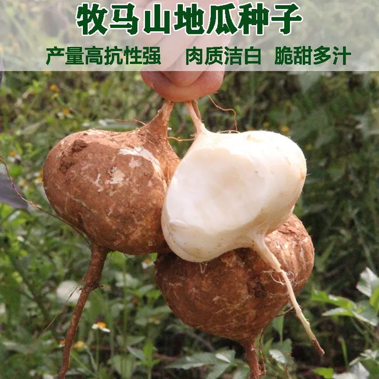 【全店满5元包邮】凉薯种子牧马山地瓜种籽沙葛水果地瓜甘薯