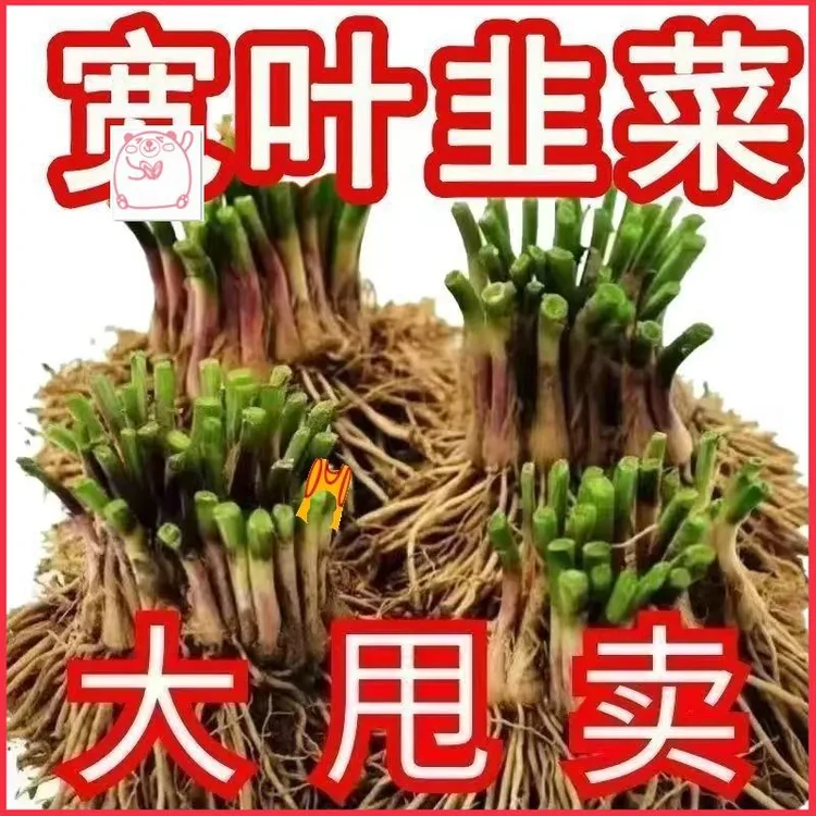 菜根香新绿植韭菜根菜根可栽蔬菜四季大宽叶小叶韭菜苗现挖盆栽宽