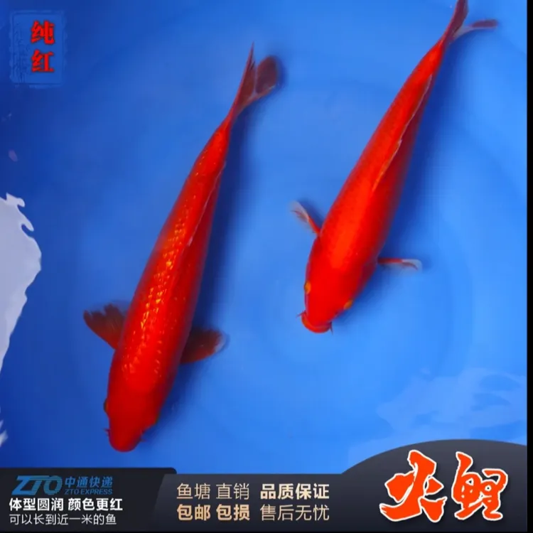 日本精品火鲤锦鲤鱼冷水观赏鱼纯种明鳞纯红反光鳞活体热带鱼