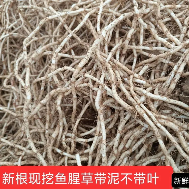 新鲜折耳根鱼腥草生带泥发货凉拌菜下饭菜湖北云南四川贵州特产