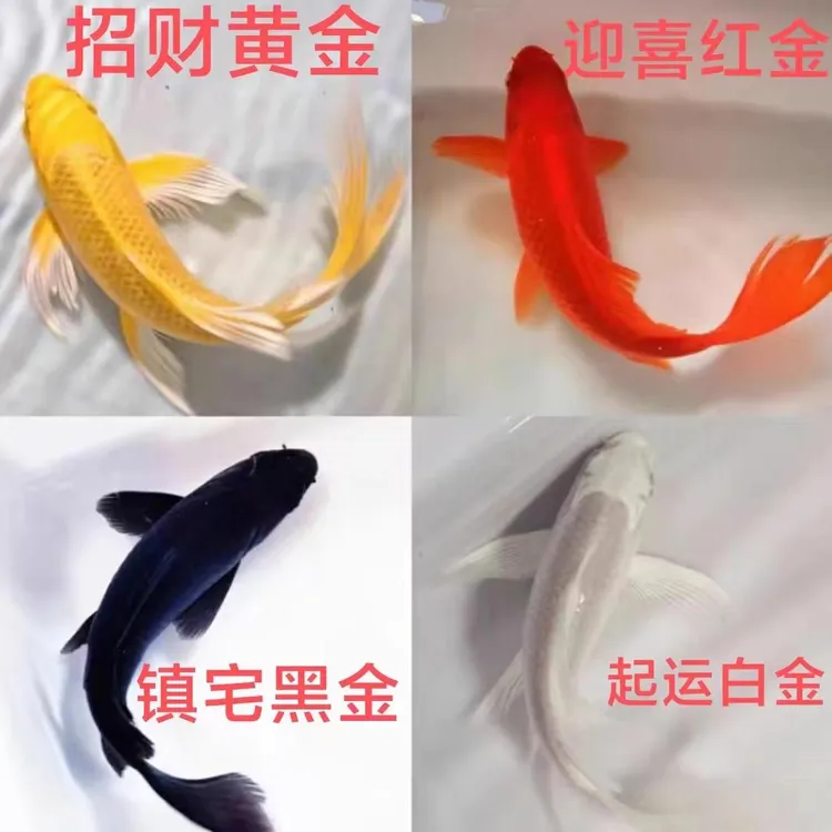 高品质锦鲤鱼纯种招财鱼冷水观赏鱼好养耐活宠物鱼渔场直销