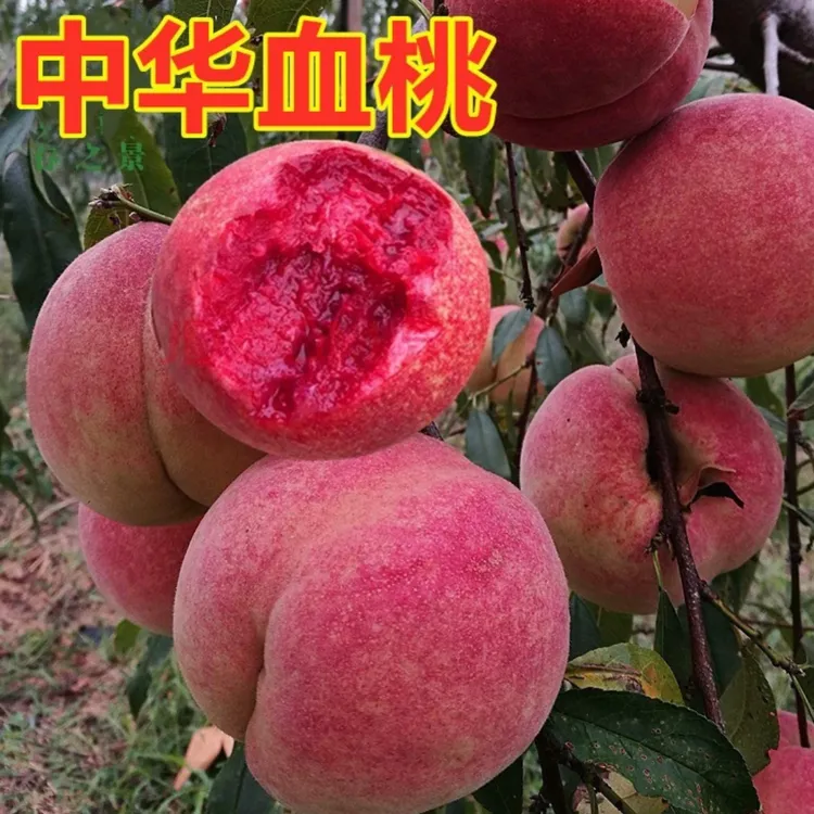 正宗嫁接桃树苗 中华血桃 阳山水蜜桃 黄桃等盆栽地栽均可