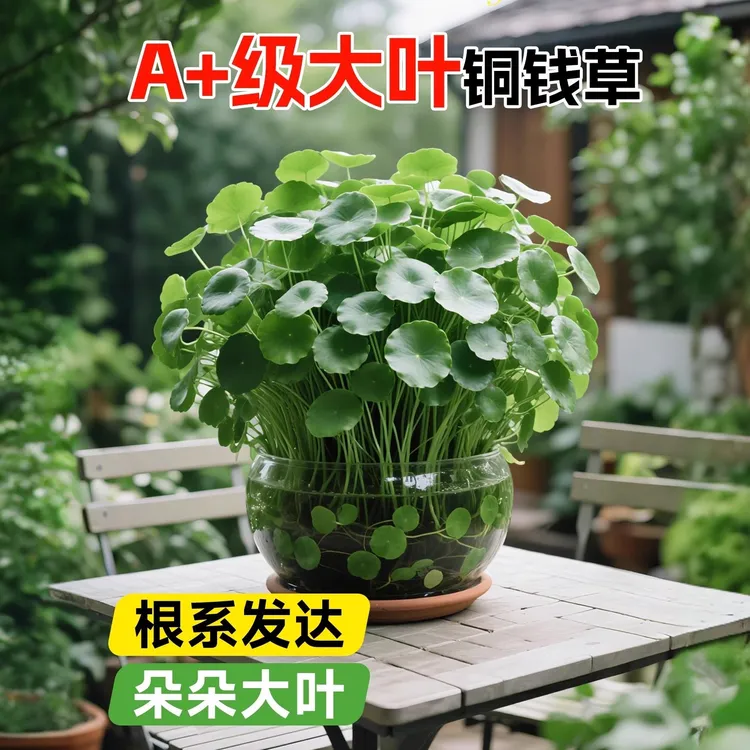 精品铜钱草水培植物大叶铜钱草铜钱草水培正宗大叶金钱草养不死