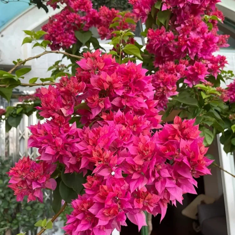 重瓣（红·粉·黄·怡景）三角梅勤花不易掉花【40-55cm左右】带花带盆