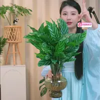 翠叶竹芋室内盆栽四季常绿美观净化空气办公室客厅好打理
