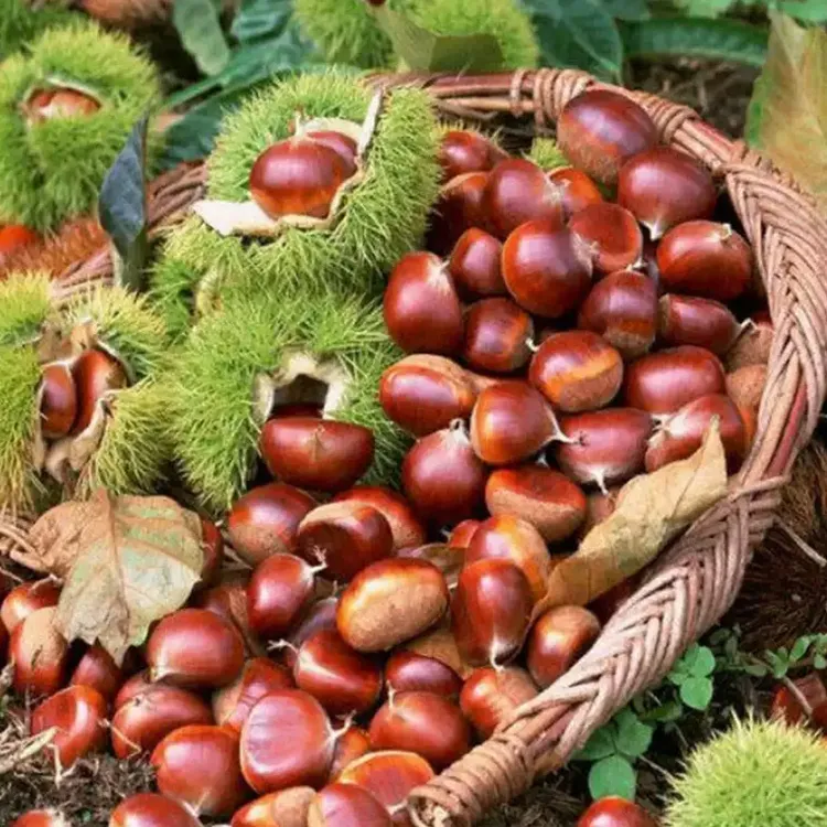板栗生新鲜红壳栗子湖北罗田特产大别山野生毛栗子去刺球红壳板栗