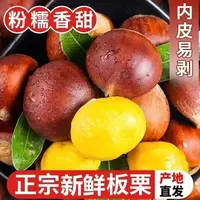 2025新鲜板栗生栗子大板栗毛栗子非油栗拍3斤送2斤到手5斤送栗爪