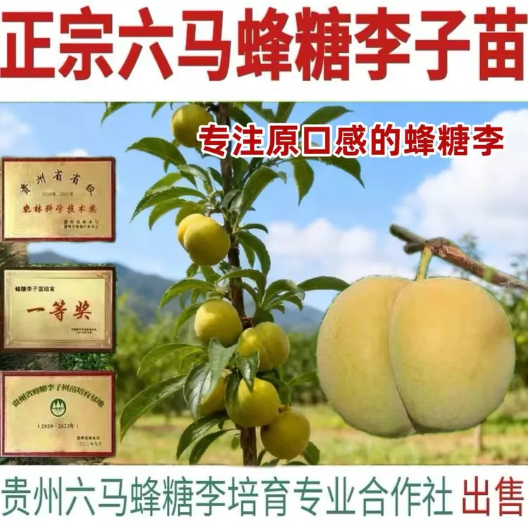 【包对版】蜂糖李子树苗蜂糖李嫁接苗贵州六马镇宁原产地优质种苗