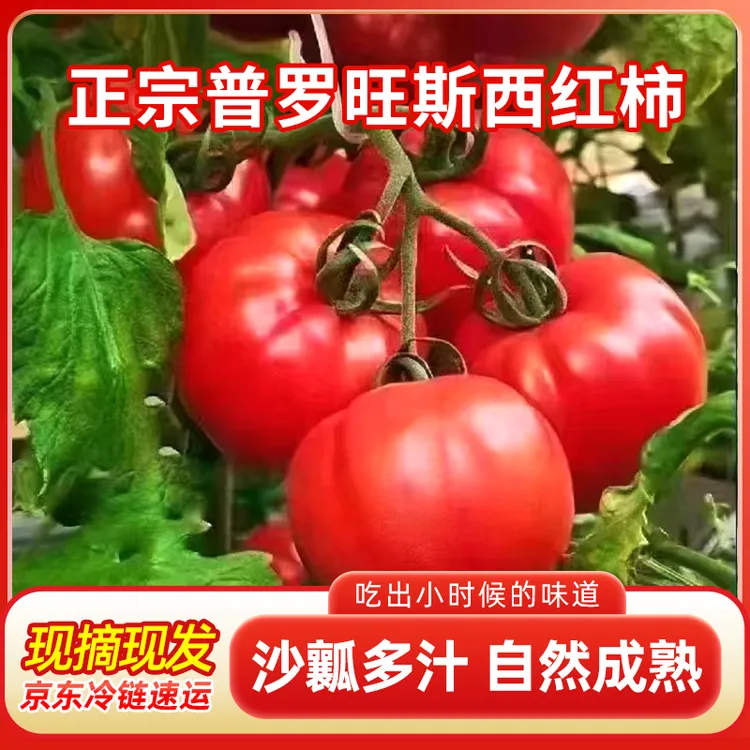 正宗陕西品种自然熟沙瓤西红柿5斤普罗旺斯现摘新鲜水果蔬菜番茄