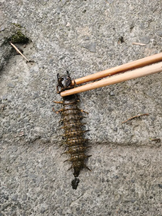 爬沙虫 水蜈蚣 野生草鞋板 现抓野生