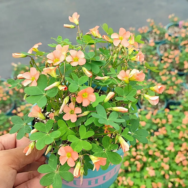 酢浆草盆栽 原盆原土发货 14cm绿盆