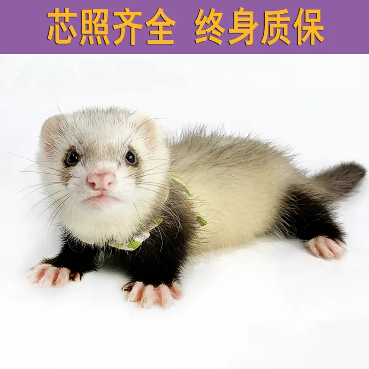 安哥鲁雪貂安格鲁幼崽活物体网红小型萌宠安格鲁貂宠物貂