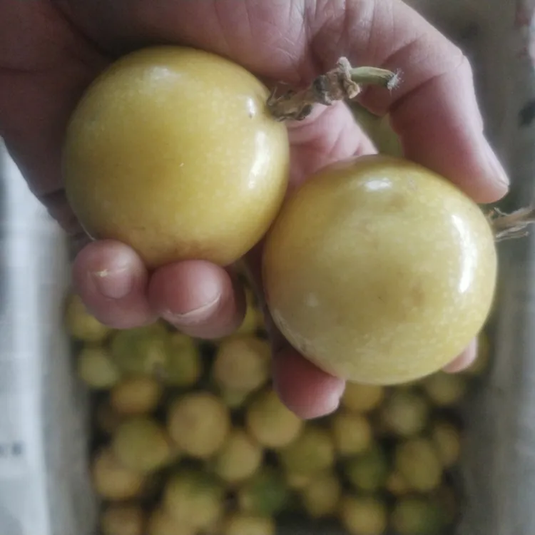 百香果（100个/10斤，高次果）新疆西藏不包邮，纯甜无酸