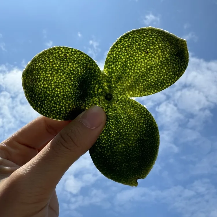 2025年新会天马圈枝大青皮陈皮精选优质原料