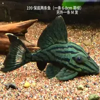 异型鱼活体  顺丰包邮包损 （凭开箱视频报损）