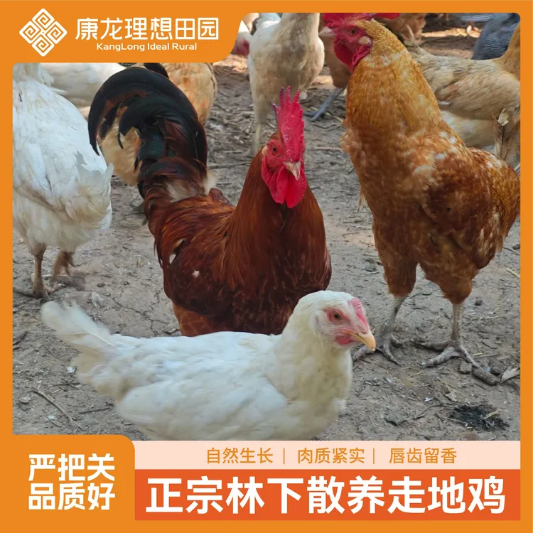 【林下走地鸡】理想田园 林下散养走地鸡 粮食喂养