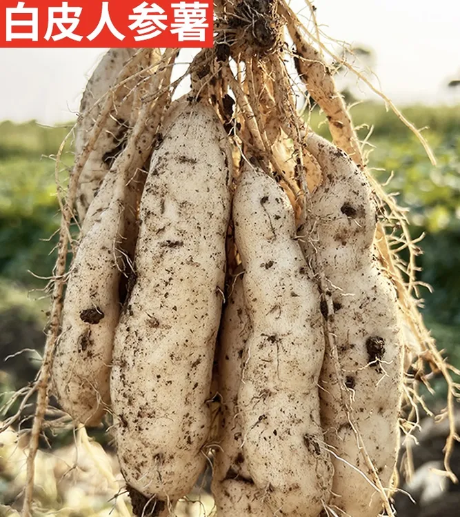 【飘飘专属】白皮人参薯白心板栗薯粉糯香甜牛奶人参地瓜红薯正宗唐河人参薯