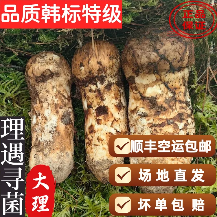 云南大理品质韩标特级野生新鲜松茸手工精挑一物一拍松茸菌野生菌