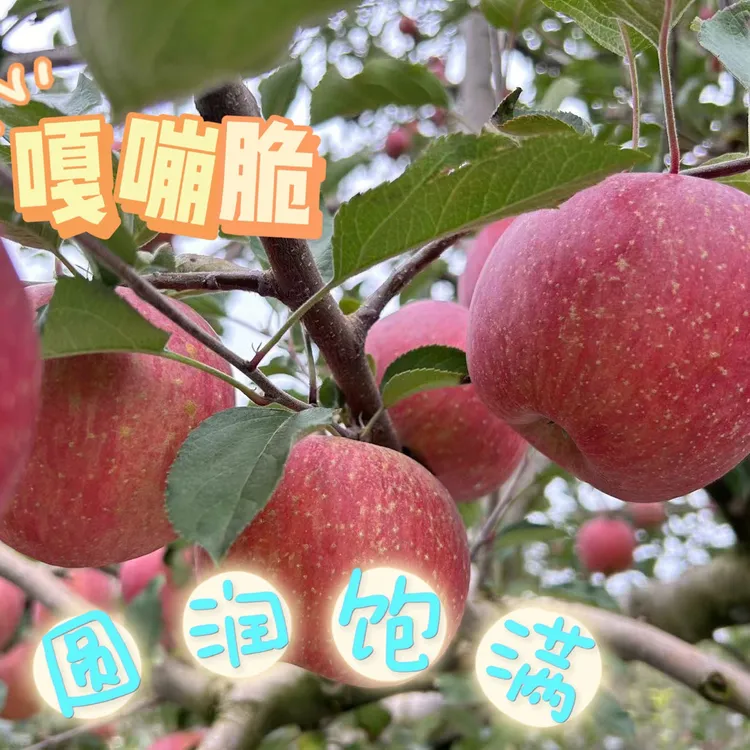 正宗云南昭通苹果新鲜甜蜜丑苹果原产地现摘脆甜好吃营养多汁肉厚