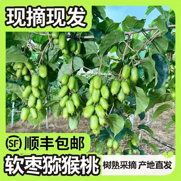 异莓软枣猕猴桃新鲜香甜多汁-顺丰包邮