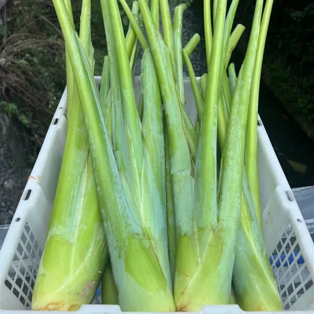 广菜新鲜广荷毛毛菜鱼了韭菜等贵州山货农特产1斤起