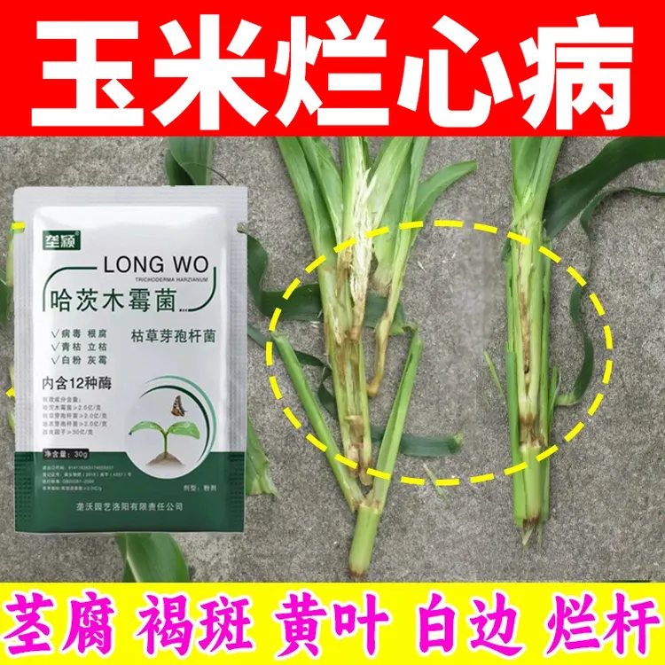 玉米烂心发臭专用抑菌剂茎腐褐斑黄叶白边栏杆急救微生物菌剂肥料