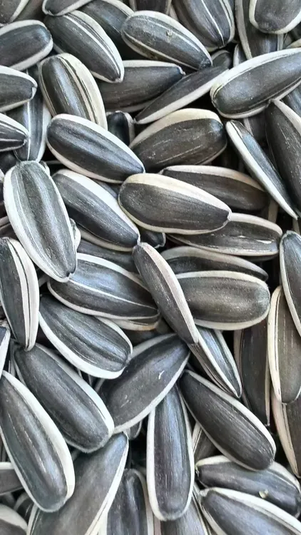 【生葵瓜子】内蒙古优质原味大颗粒新鲜葵花籽500g