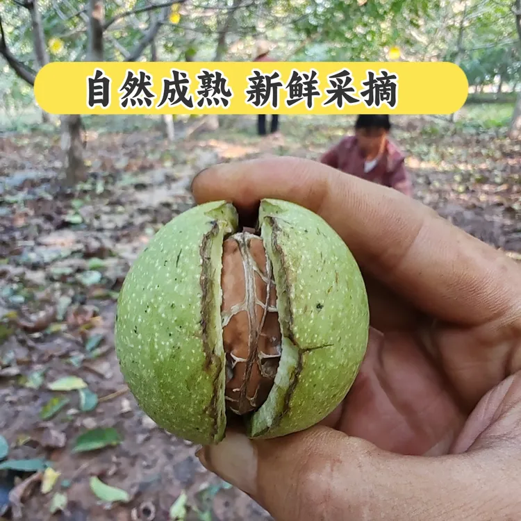 宝鸡精选干核桃3/5斤带工具包邮新鲜晒干坚果核桃